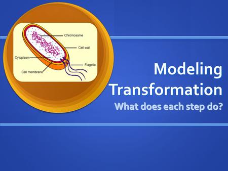 Modeling Transformation What does each step do?. Transformation Procedure.