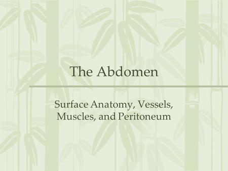Surface Anatomy, Vessels, Muscles, and Peritoneum