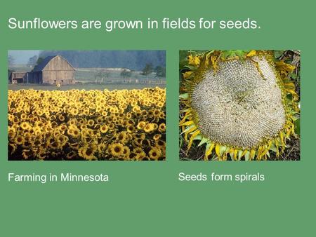 Farming in Minnesota Seeds form spirals Sunflowers are grown in fields for seeds.