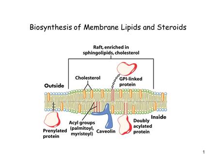 1 Biosynthesis of Membrane Lipids and Steroids. 2 Membrane Lipids and Steroids Phospholipids 1.Phosphatidate is a common intermediate in synthesis of.