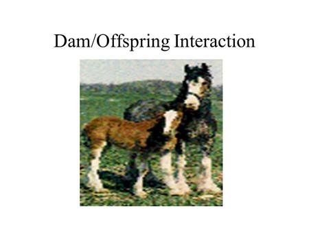 Dam/Offspring Interaction. What type of relationship is it? –Care giving and care seeking Giving on the part of the mother, known as “Maternal” Care seeking.