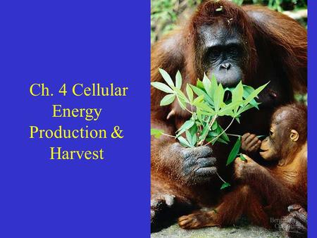Ch. 4 Cellular Energy Production & Harvest. Energy = First law of thermodynamics = energy cannot be created or destroyed. It can be converted to different.