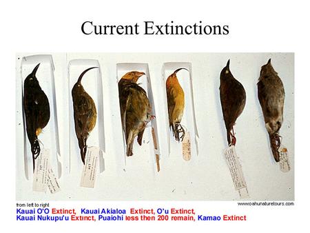 Current Extinctions. Rates of Extinction Expected from Fossil Record: 4 species a year go extinct from 10 million living species 1 mammal species (out.