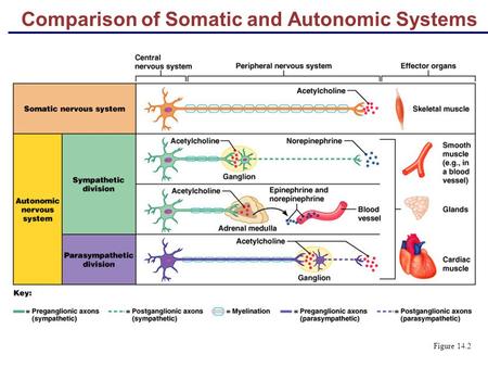 Comparison of Somatic and Autonomic Systems