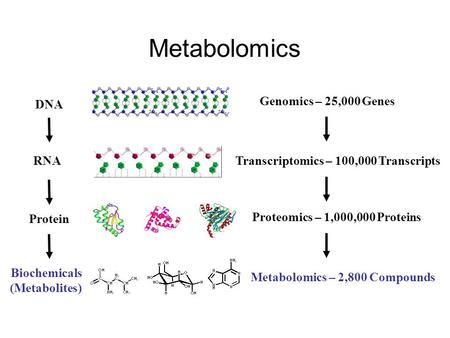 Metabolomics DNA RNA Protein Biochemicals (Metabolites) Genomics – 25,000 Genes Transcriptomics – 100,000 Transcripts Metabolomics – 2,800 Compounds Proteomics.