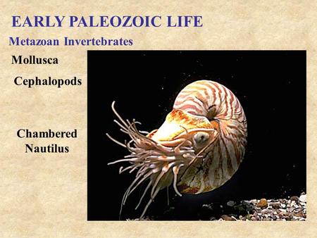 EARLY PALEOZOIC LIFE Metazoan Invertebrates Mollusca Cephalopods Chambered Nautilus.