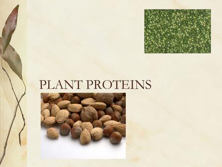 PLANT PROTEINS VARIETIES LEGUMES Edible peas or beans (seeds) of a pod Good source of lysine Poor source of tryptophan and sulfur containing amino acids.