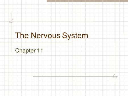 The Nervous System Chapter 11. Functions of the Nervous system I Sensory (input): Light Sound Touch Temperature Taste Smell Internal Chemical Pressure.