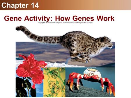 Gene Activity: How Genes Work