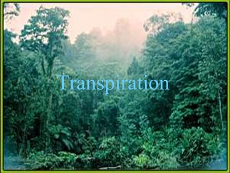 Transpiration. Is the process in which the plant losses water vapor.