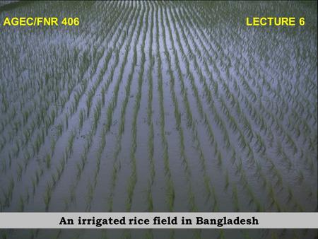 AGEC/FNR 406 LECTURE 6 An irrigated rice field in Bangladesh.