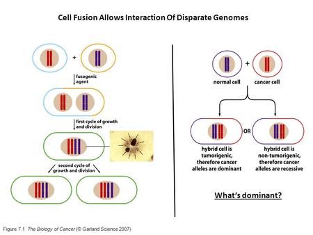 Figure 7.1 The Biology of Cancer (© Garland Science 2007) What’s dominant? Cell Fusion Allows Interaction Of Disparate Genomes.