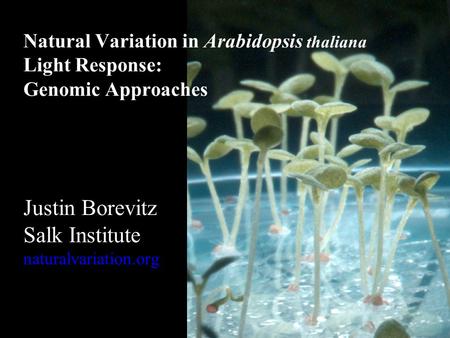 Natural Variation in Arabidopsis thaliana Light Response: Genomic Approaches Justin Borevitz Salk Institute naturalvariation.org.