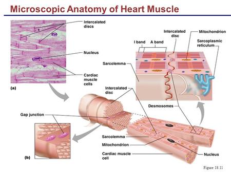 Microscopic Anatomy of Heart Muscle