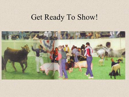 Get Ready To Show!. So What’s the Purpose Anyway? To present an animal in a manner that will show off the best qualities of that animal. To downplay any.