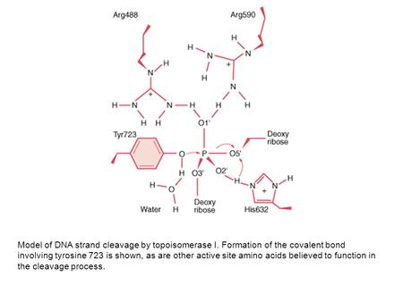 Model of DNA strand cleavage by topoisomerase I
