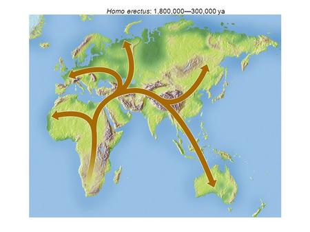 Homo erectus: 1,800,000—300,000 ya.