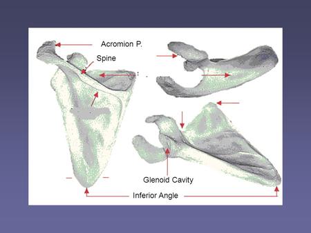 Acromion P. Spine Glenoid Cavity Inferior Angle.