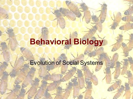 Behavioral Biology Evolution of Social Systems. Societies Groups of organisms of the same species which cooperate to exist.