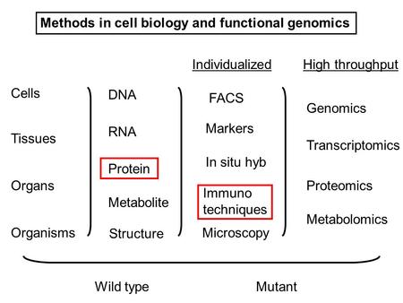 Cells Tissues Organs Organisms DNA RNA Protein Metabolite Structure Genomics Transcriptomics Proteomics Metabolomics Microscopy Markers Immuno techniques.