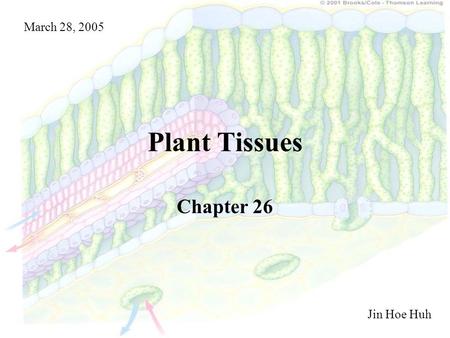 March 28, 2005 Plant Tissues Chapter 26 Jin Hoe Huh.