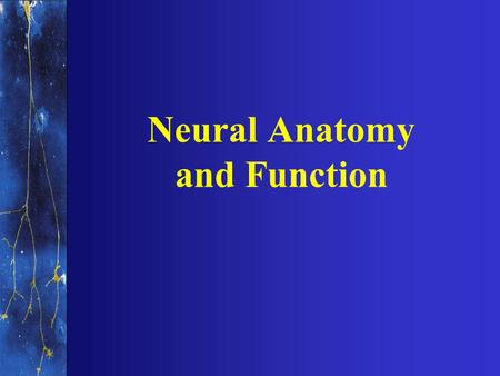 Neural Anatomy and Function. NERVOUS SYSTEMS Central nervous system Peripheral nervous system.