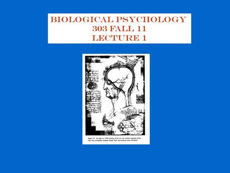 Biological Psychology 303 Fall 11 Lecture 1. Biopsychology: the study of the biological basis of behavior the study of :  Neuroanatomy: structure of.