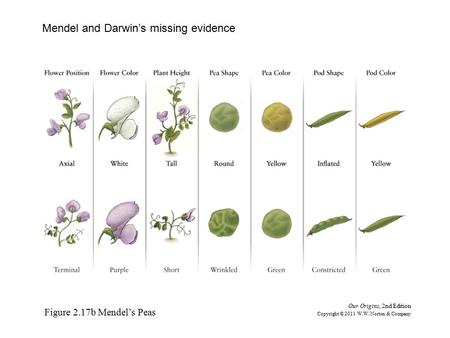 Figure 2.17b Mendel’s Peas Our Origins, 2nd Edition Copyright © 2011 W.W. Norton & Company Mendel and Darwin’s missing evidence.