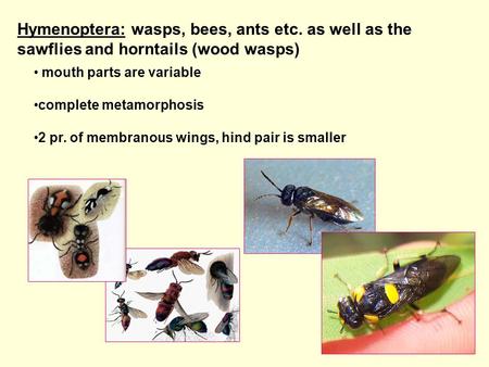 Hymenoptera: wasps, bees, ants etc. as well as the sawflies and horntails (wood wasps) mouth parts are variable complete metamorphosis 2 pr. of membranous.