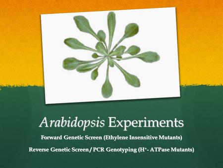 Arabidopsis Experiments Forward Genetic Screen (Ethylene Insensitive Mutants) Reverse Genetic Screen / PCR Genotyping (H + - ATPase Mutants)