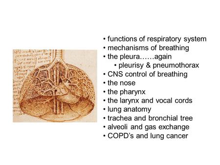 Functions of respiratory system mechanisms of breathing the pleura……again pleurisy & pneumothorax CNS control of breathing the nose the pharynx the larynx.