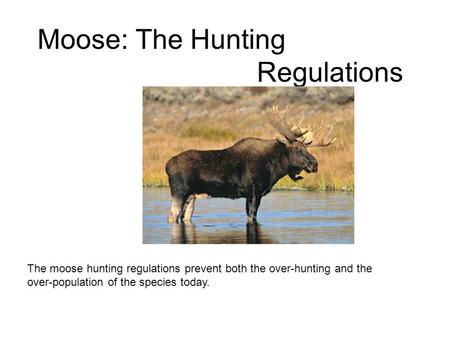 Moose: The Hunting Regulations The moose hunting regulations prevent both the over-hunting and the over-population of the species today.