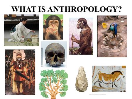 WHAT IS ANTHROPOLOGY?. From the Greek  `anthropo' human beings',  `logos' originally meaning word, reason, speech or account and later doctrine, theory.