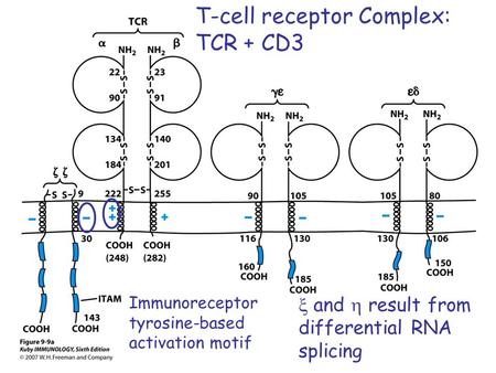 T-cell receptor Complex: TCR + CD3  and  result from differential RNA splicing Immunoreceptor tyrosine-based activation motif.