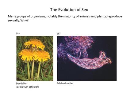 The Evolution of Sex Many groups of organisms, notably the majority of animals and plants, reproduce sexually. Why? Dandelion Taraxacum officinale Bdelloid.