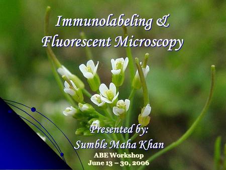 Immunolabeling & Fluorescent Microscopy Presented by: Sumble Maha Khan ABE Workshop June 13 – 30, 2006.