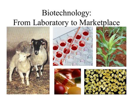 Biotechnology: From Laboratory to Marketplace. What is risk? Chance that something will happen over a certain period of time. Factors that can affect.