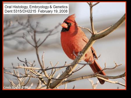 Oral Histology, Embryology & Genetics