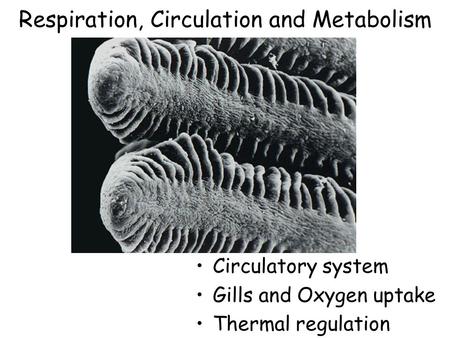Respiration, Circulation and Metabolism