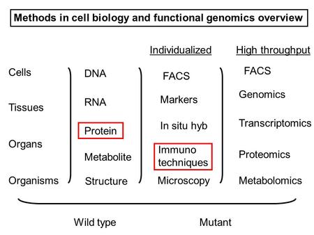 Cells Tissues Organs Organisms DNA RNA Protein Metabolite Structure Genomics Transcriptomics Proteomics MetabolomicsMicroscopy Markers Immuno techniques.