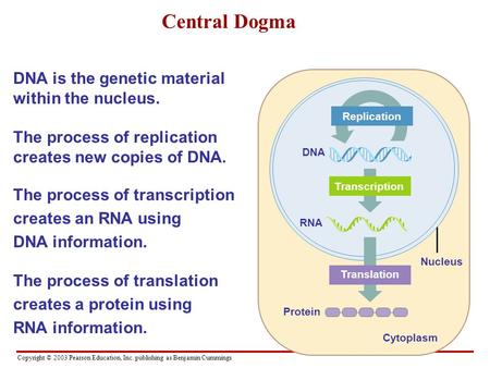 Central Dogma DNA is the genetic material within the nucleus.