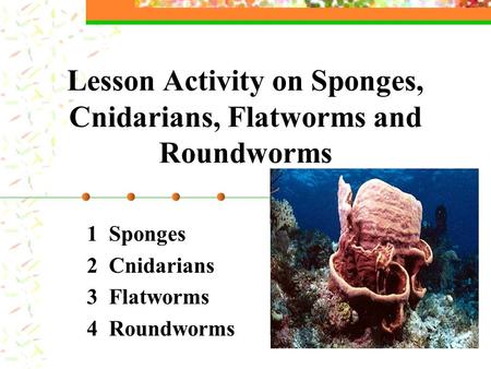 Lesson Activity on Sponges, Cnidarians, Flatworms and Roundworms