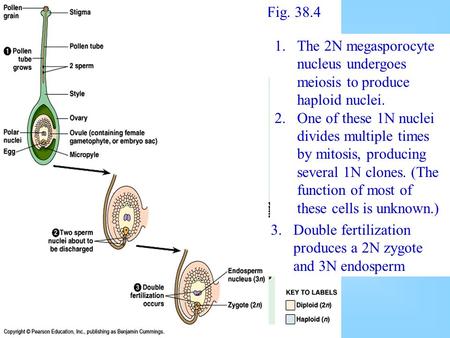 1. 1.The 2N megasporocyte nucleus undergoes meiosis to produce haploid nuclei. 2. 2.One of these 1N nuclei divides multiple times by mitosis, producing.