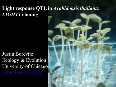 Light response QTL in Arabidopsis thaliana: LIGHT1 cloning Justin Borevitz Ecology & Evolution University of Chicago naturalvariation.org.