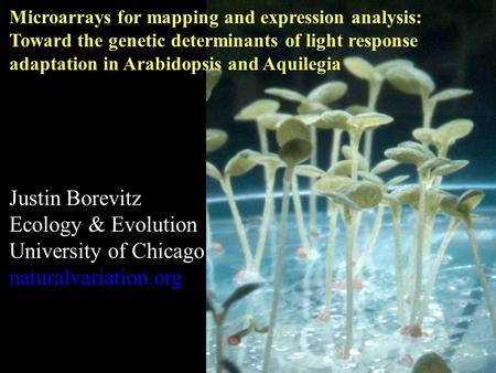 Microarrays for mapping and expression analysis: Toward the genetic determinants of light response adaptation in Arabidopsis and Aquilegia Justin Borevitz.