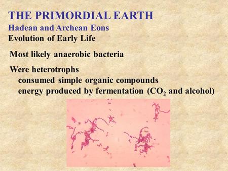 THE PRIMORDIAL EARTH Hadean and Archean Eons Evolution of Early Life Most likely anaerobic bacteria Were heterotrophs consumed simple organic compounds.