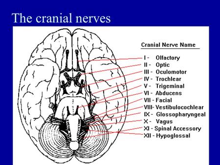 The cranial nerves. Central Nervous System - Brain Identify the anatomical location of each major brain area. Describe the functions of the major brain.