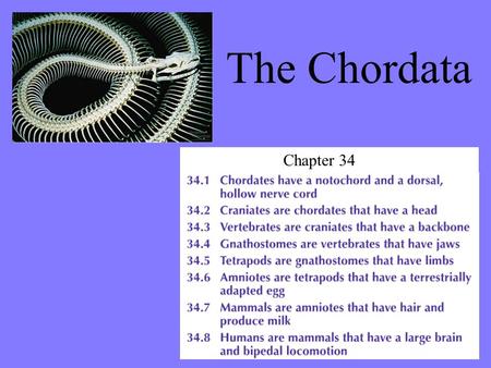 The Chordata Chapter 34.