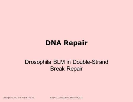 Copyright, ©, 2002, John Wiley & Sons, Inc.,Karp/CELL & MOLECULAR BIOLOGY 3E DNA Repair Drosophila BLM in Double-Strand Break Repair.