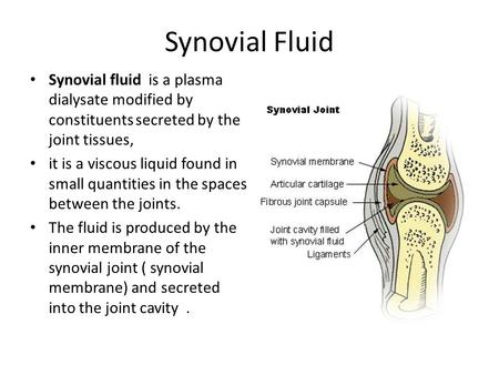 Synovial Fluid Synovial fluid is a plasma dialysate modified by constituents secreted by the joint tissues, it is a viscous liquid found in small quantities.